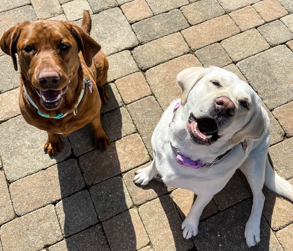 How to Remove Dog Hair from the House: 6 Fur-tastic Tips