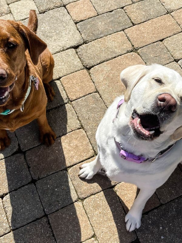 How to Remove Dog Hair from the House: 6 Fur-tastic Tips